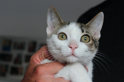 POPPY und Geschwister bei München (ALM) - Katze