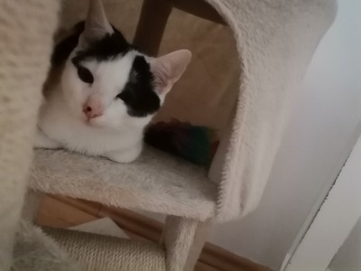 Pablo, Europäische Hauskatze Jungtier - Kater