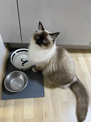 Pablo, Ragdoll Jungtier - Kater