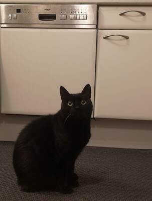 Palomita, Wohnungkatze - Katze