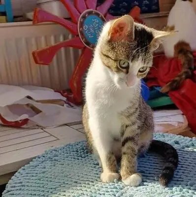 Panagiota - Kletterfreudiges Katzenmädchen, ca. 6 Monate, Mischling Jungtier - Katze
