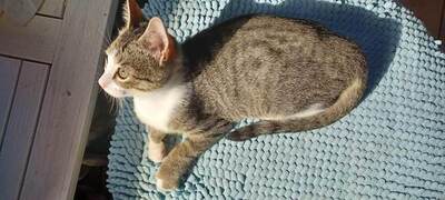 Panagiota - Kletterfreudiges Katzenmädchen, ca. 6 Monate, Mischling Jungtier - Katze