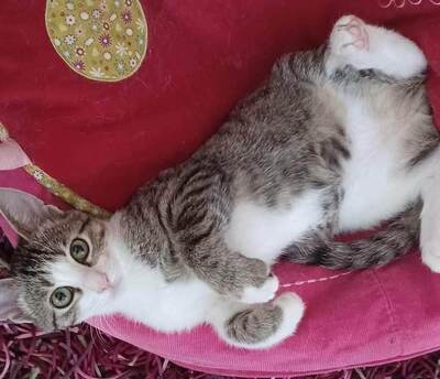 Panagiota - Kletterfreudiges Katzenmädchen, ca. 6 Monate, Mischling Jungtier - Katze