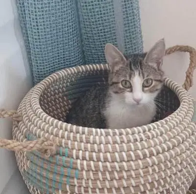 Panagiota - Kletterfreudiges Katzenmädchen, ca. 6 Monate, Mischling Jungtier - Katze