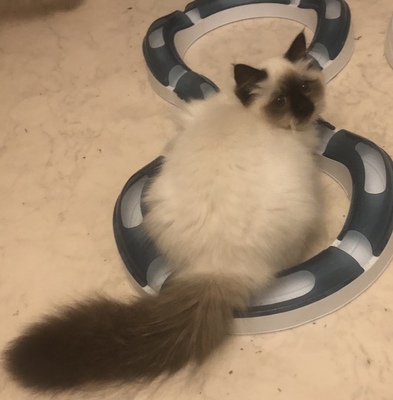 Panda, Heilige Birma Jungtier - Kater