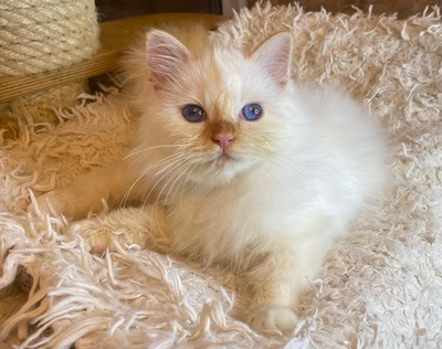 Panda, Heilige Birma Jungtier - Kater