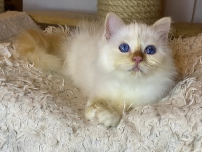 Panda, Heilige Birma Jungtier - Kater
