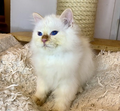 Panda, Heilige Birma Jungtier - Kater