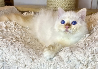 Panda, Heilige Birma Jungtier - Kater