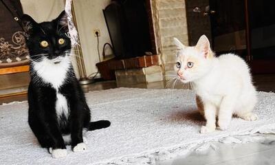 Pandora - Bezauberndes Katzenmädchen, ca. 4 Monate, Mischling Jungtier - Katze