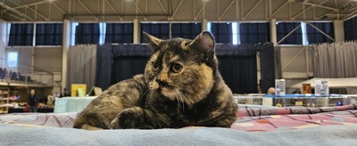 Pandora, Britisch Kurzhaar Jungtier - Katze