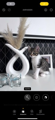 Pandora, Hauskatze Jungtier - Katze