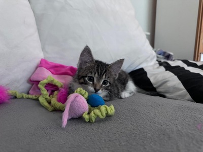 Pandora, Hauskatze Jungtier - Katze
