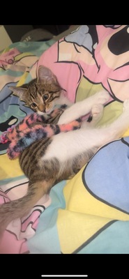 Pandora, Hauskatze Jungtier - Katze