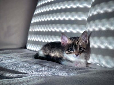 Pandora, Hauskatze Jungtier - Katze