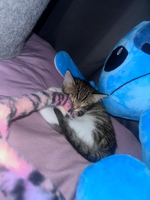 Pandora, Hauskatze Jungtier - Katze