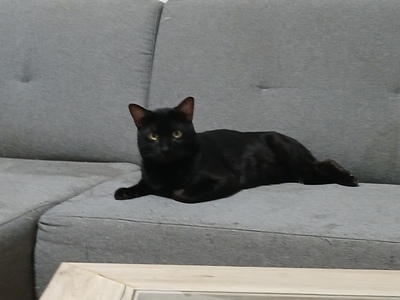 Panther, Bengal - Kater