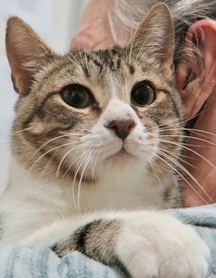 Papachango, Mix - Kater