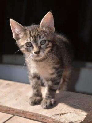 Paris (geb. März 2026) - EKH-Katze, EKH - Katze