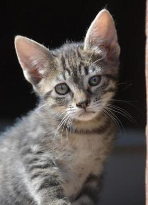 Paris (geb. März 2026) - EKH-Katze, EKH - Katze