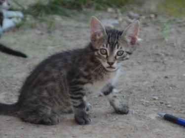 Paris (geb. März 2026) - EKH-Katze, EKH - Katze