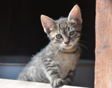 Paris (geb. März 2026) - EKH-Katze, EKH - Katze