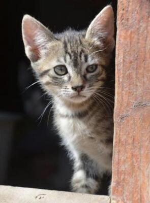 Paris (geb. März 2026) - EKH-Katze, EKH - Katze