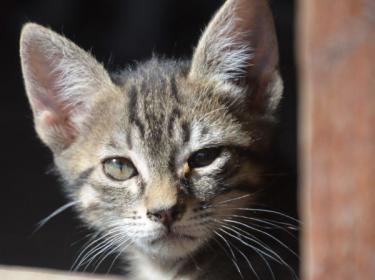 Paris (geb. März 2026) - EKH-Katze, EKH - Katze