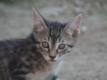 Paris (geb. März 2026) - EKH-Katze, EKH - Katze