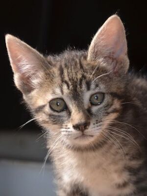 Paris geb. März 2026, EKH - Katze