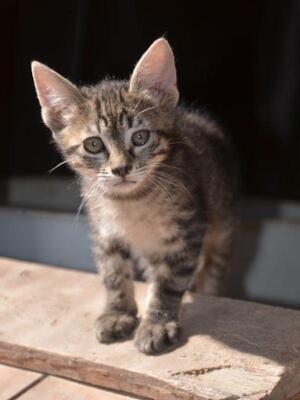 Paris geb. März 2026, EKH - Katze