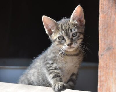 Paris geb. März 2026, EKH - Katze