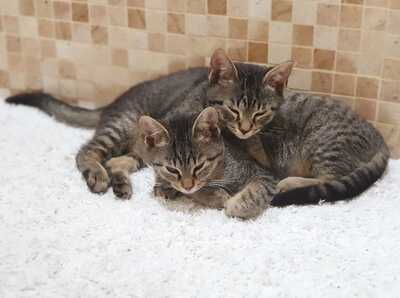 Parkie, Gewöhnliche Katze - Katze