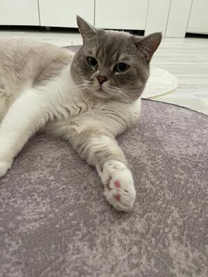 Pascha, Britisch Kurzhaarkatze - Kater