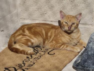Paso (geb. Mai 2023) - EKH-Kater, EKH - Kater