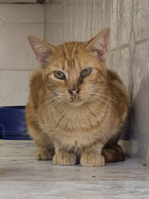 Paso (geb. Mai 23), EKH - Katze