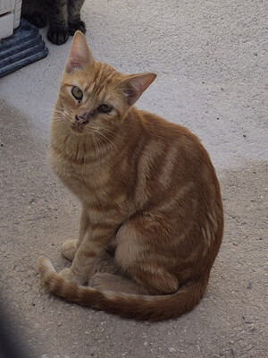 Paso (geb. Mai 23), EKH - Katze