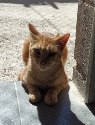 Paso (geb. Mai 23), EKH - Katze
