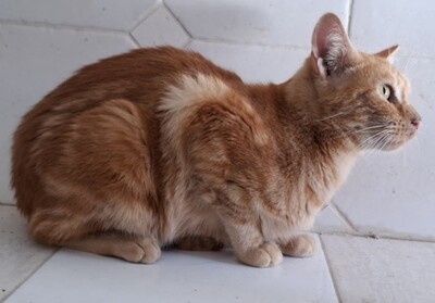 Paso (geb. Mai 23), EKH - Katze