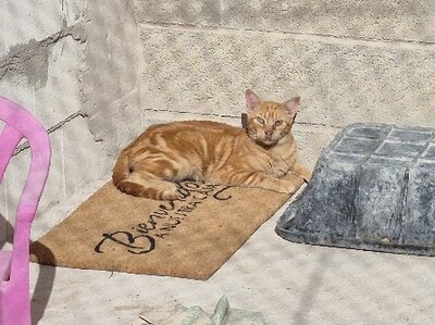 Paso (geb. Mai 23), EKH - Katze