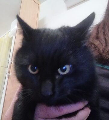 Paul, Mischling Jungtier - Kater