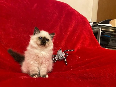 Pauli und Olli, Heilige Birma Jungtier - Kater