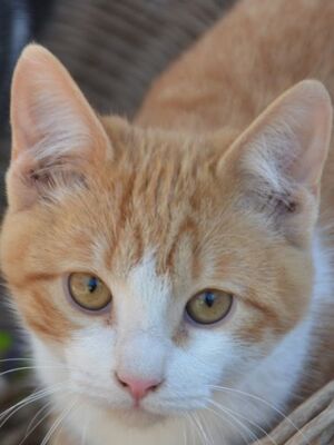 Peach, Europäisch Kurzhaar - Katze