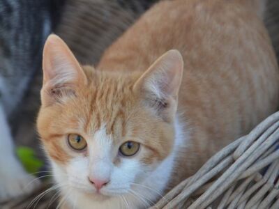 Peach, Europäisch Kurzhaar - Katze