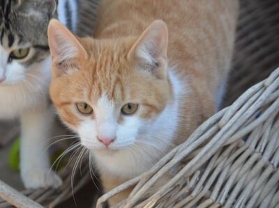 Peach, Europäisch Kurzhaar - Katze