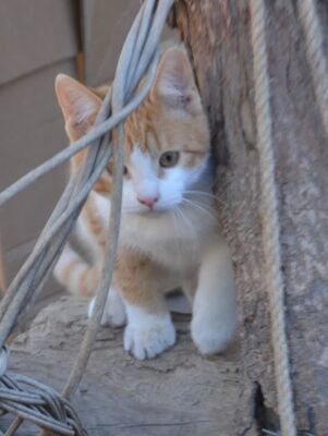 Peach, Europäisch Kurzhaar - Katze