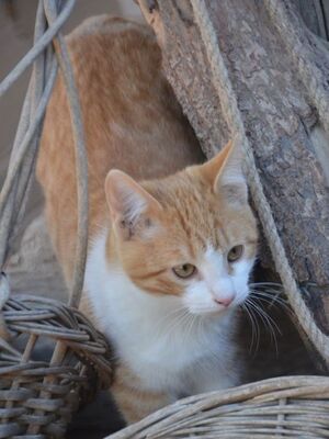 Peach, Europäisch Kurzhaar - Katze