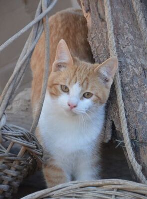 Peach, Europäisch Kurzhaar - Katze