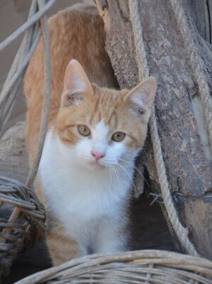 Peach, Europäisch Kurzhaar - Katze