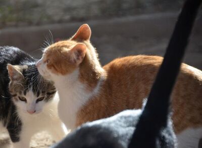 Peach, Europäisch Kurzhaar - Katze